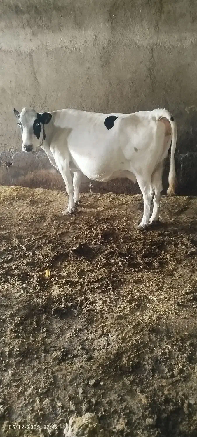 گاو شیری|حیوانات مزرعه|اردبیل, |دیوار