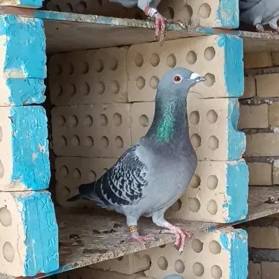 پلاکی|پرنده|حمیدیه, |دیوار