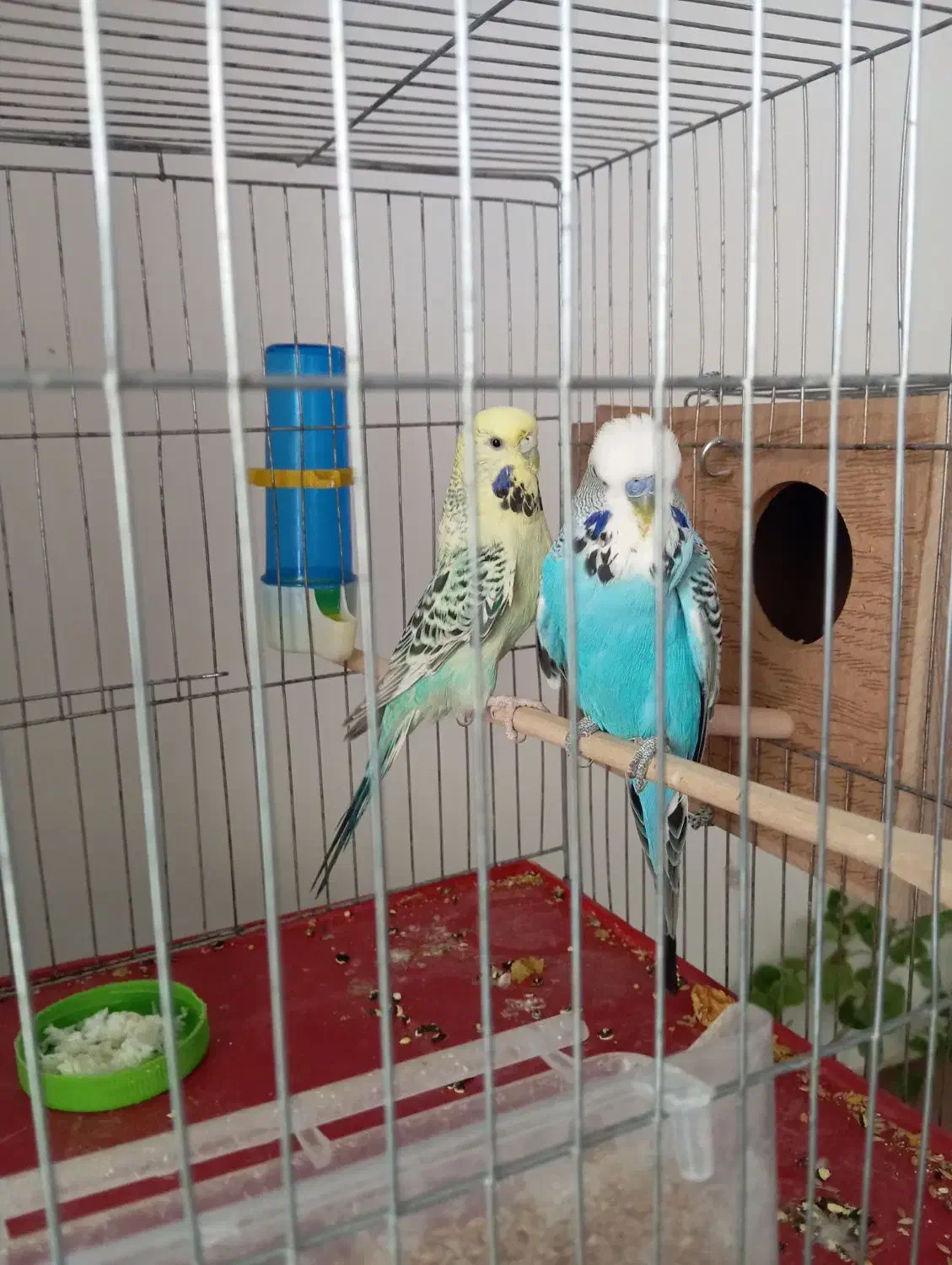 مرغ عشق انگلیسی درشت|پرنده|اقلید, |دیوار