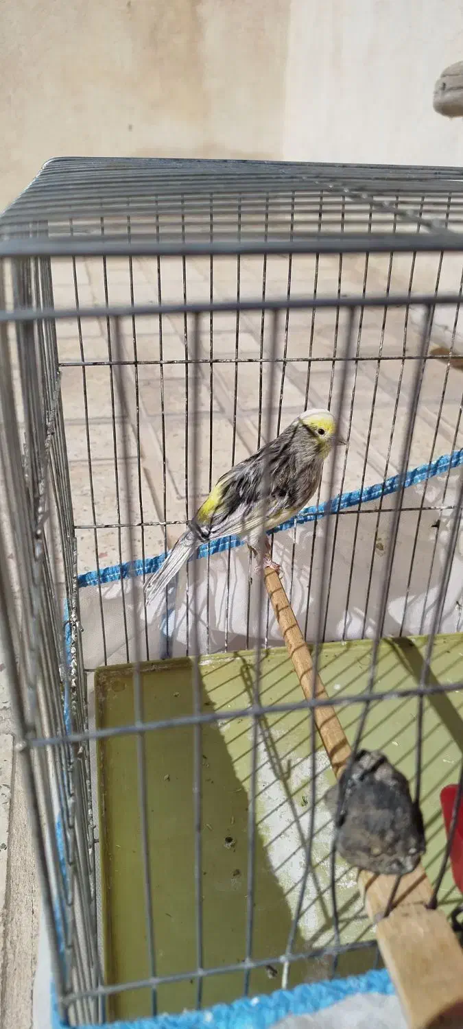 قناری لیزارد ماده آماده|پرنده|صحنه, |دیوار