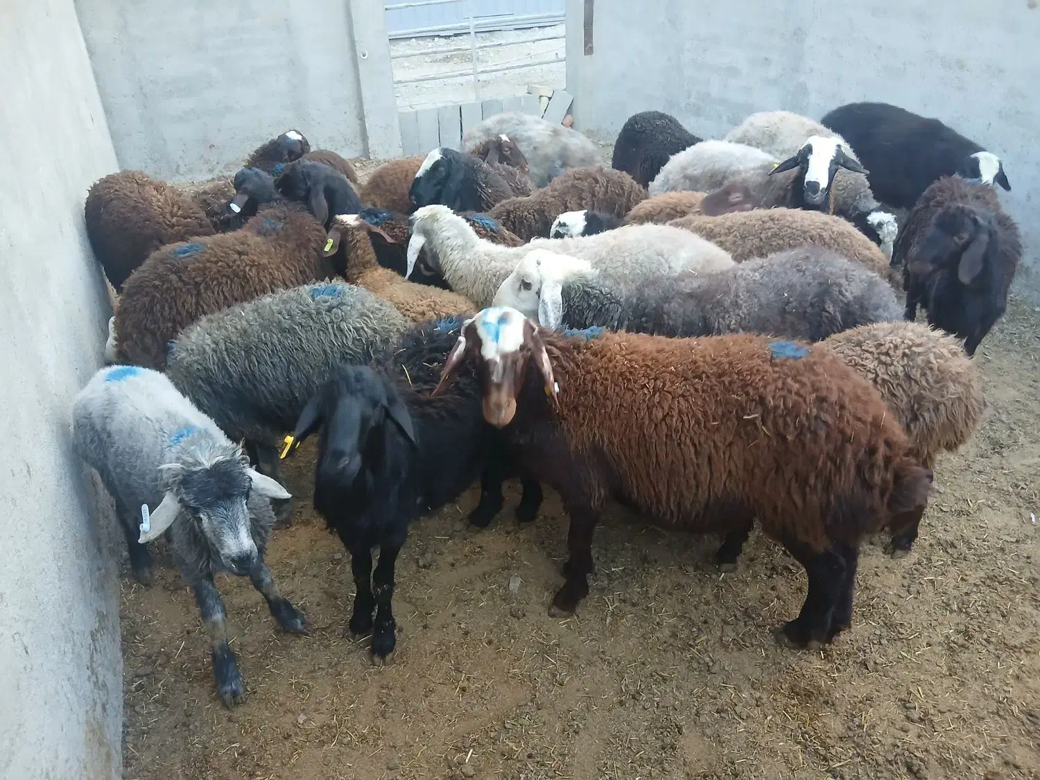 گوسفند زنده باقصاب شبانه روزی|حیوانات مزرعه|نسیمشهر, |دیوار