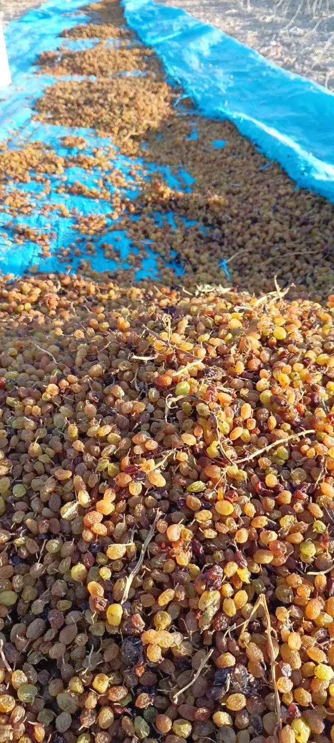 کشمش|خوردنی و آشامیدنی|شیروان (خراسان), |دیوار