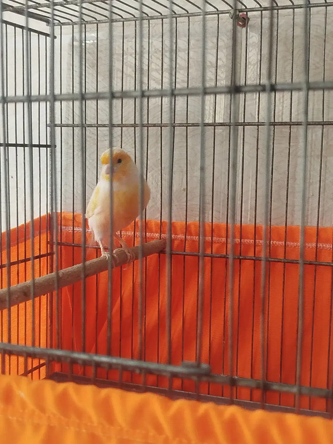 قناری نر پرتقالی|پرنده|پاکدشت, شهرک امام رضا|دیوار