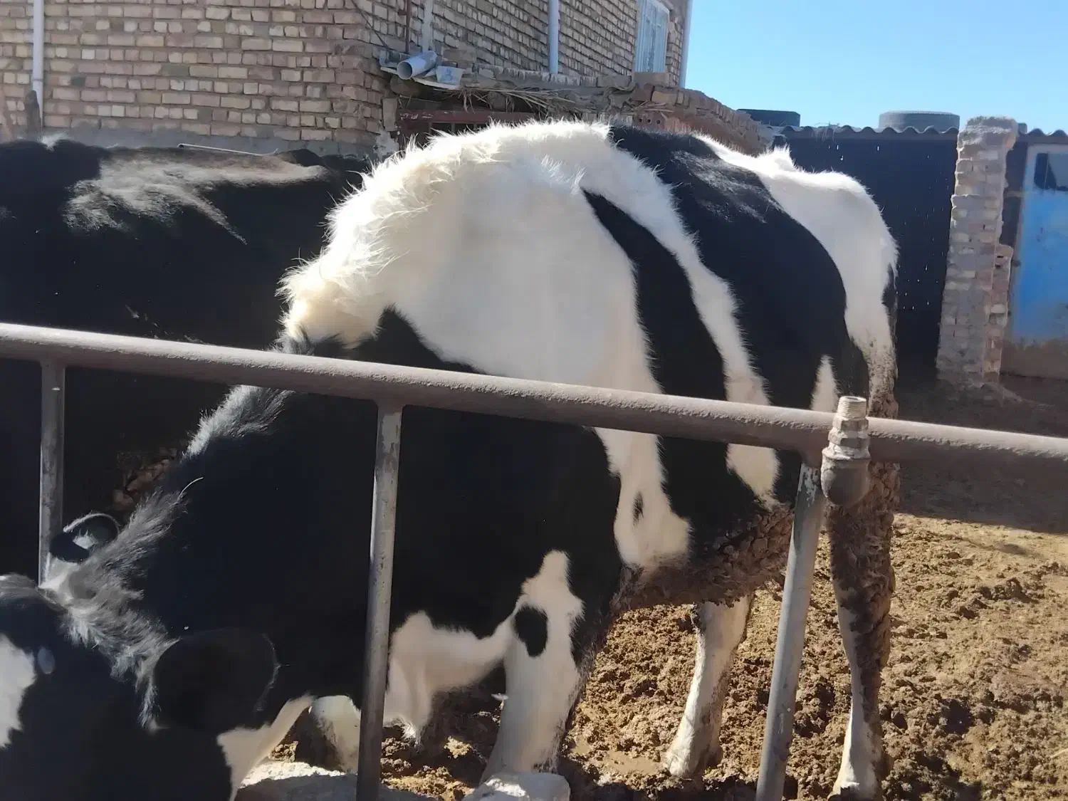 گاو شکم اول|حیوانات مزرعه|طاغنکوه, |دیوار