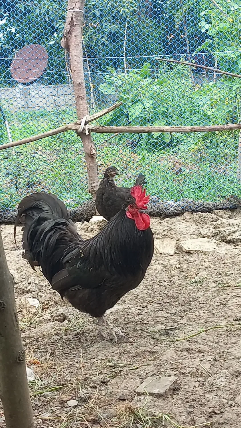 خروس استرالوپ|حیوانات مزرعه|املش, |دیوار