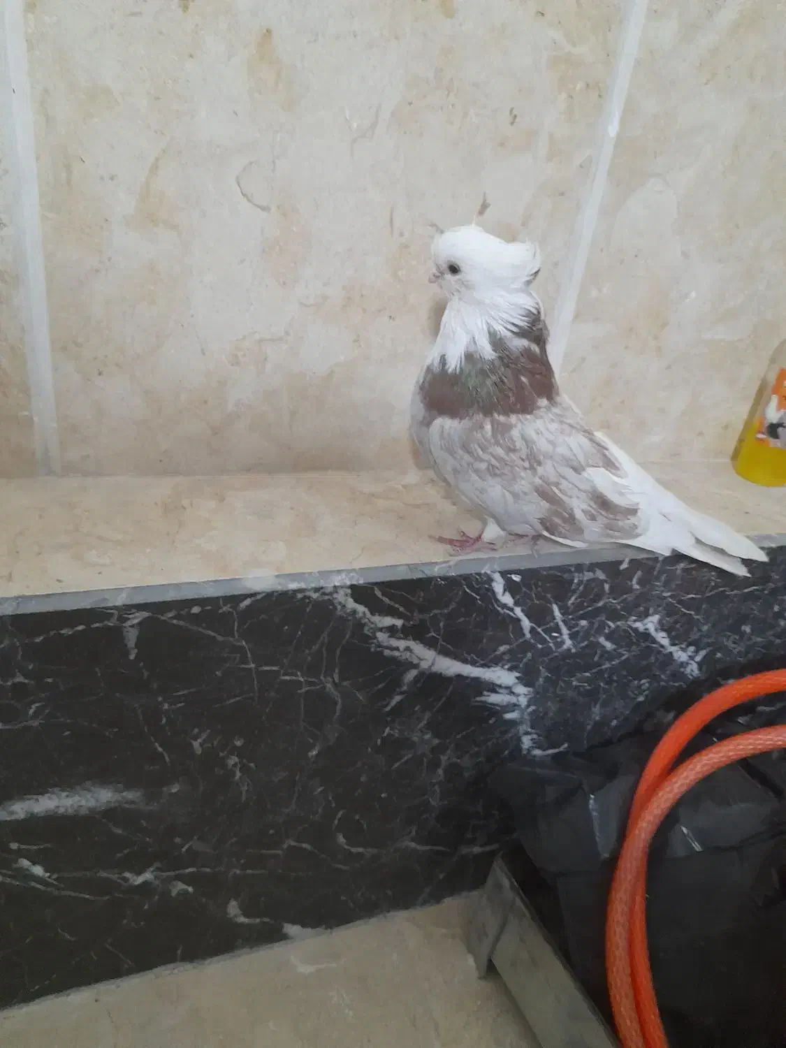 کبوتر شازده نوک قنار|پرنده|تهران, طیب|دیوار