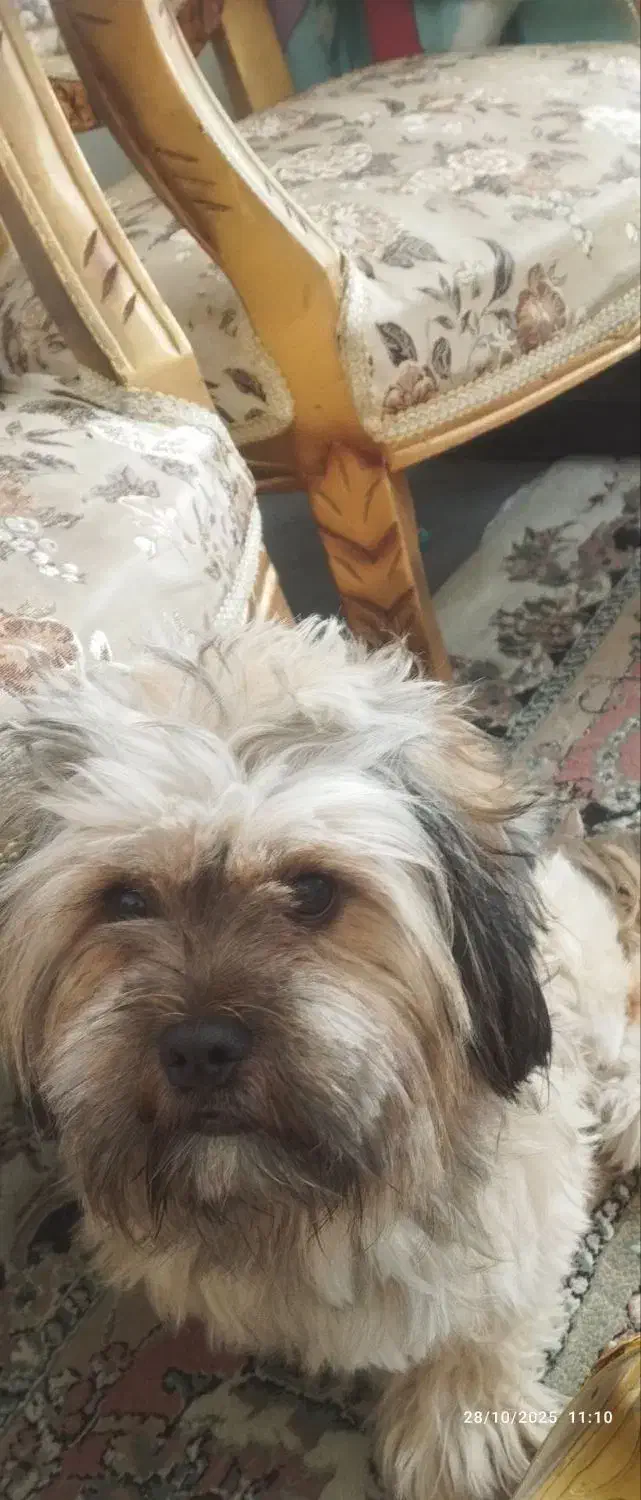 واگذاری سگ شیتزو|سگ|تبریز, |دیوار