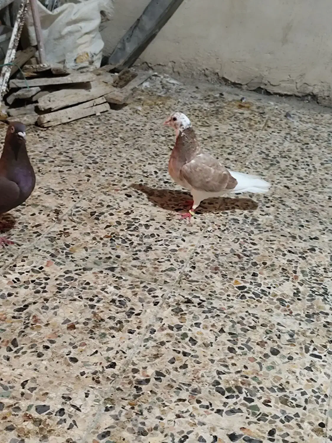 کبوتر دورگ|پرنده|خرمآباد, |دیوار