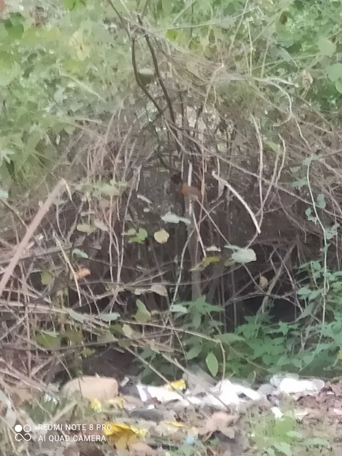 زمین نزدیک به بافت|فروش زمین و ملک کلنگی|القجر, |دیوار