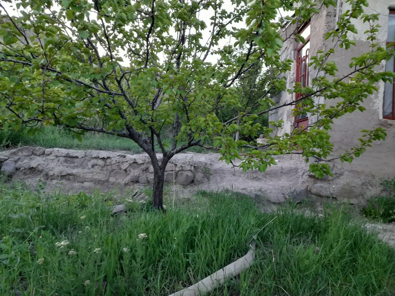 باغ کوچک یا باغچه|فروش خانه و ویلا|صوفیان, |دیوار