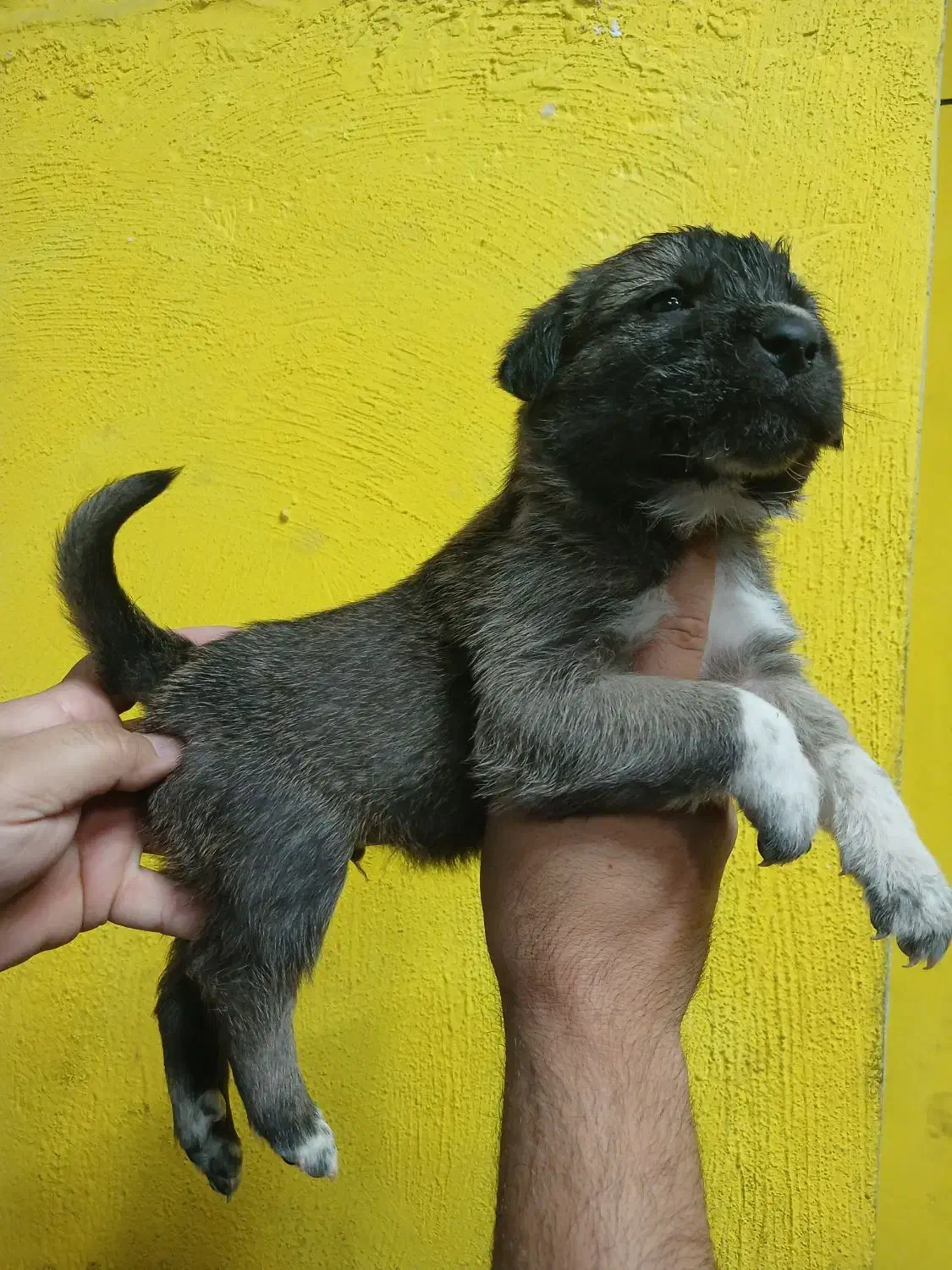 واگذاری سگ سرابی|سگ|رباط‌کریم, رباط‌کریم|دیوار