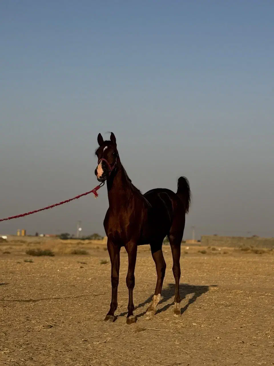 اسب نریان عرب کورسی و زیبایی|اسب و تجهیزات اسبسواری|گناباد, |دیوار