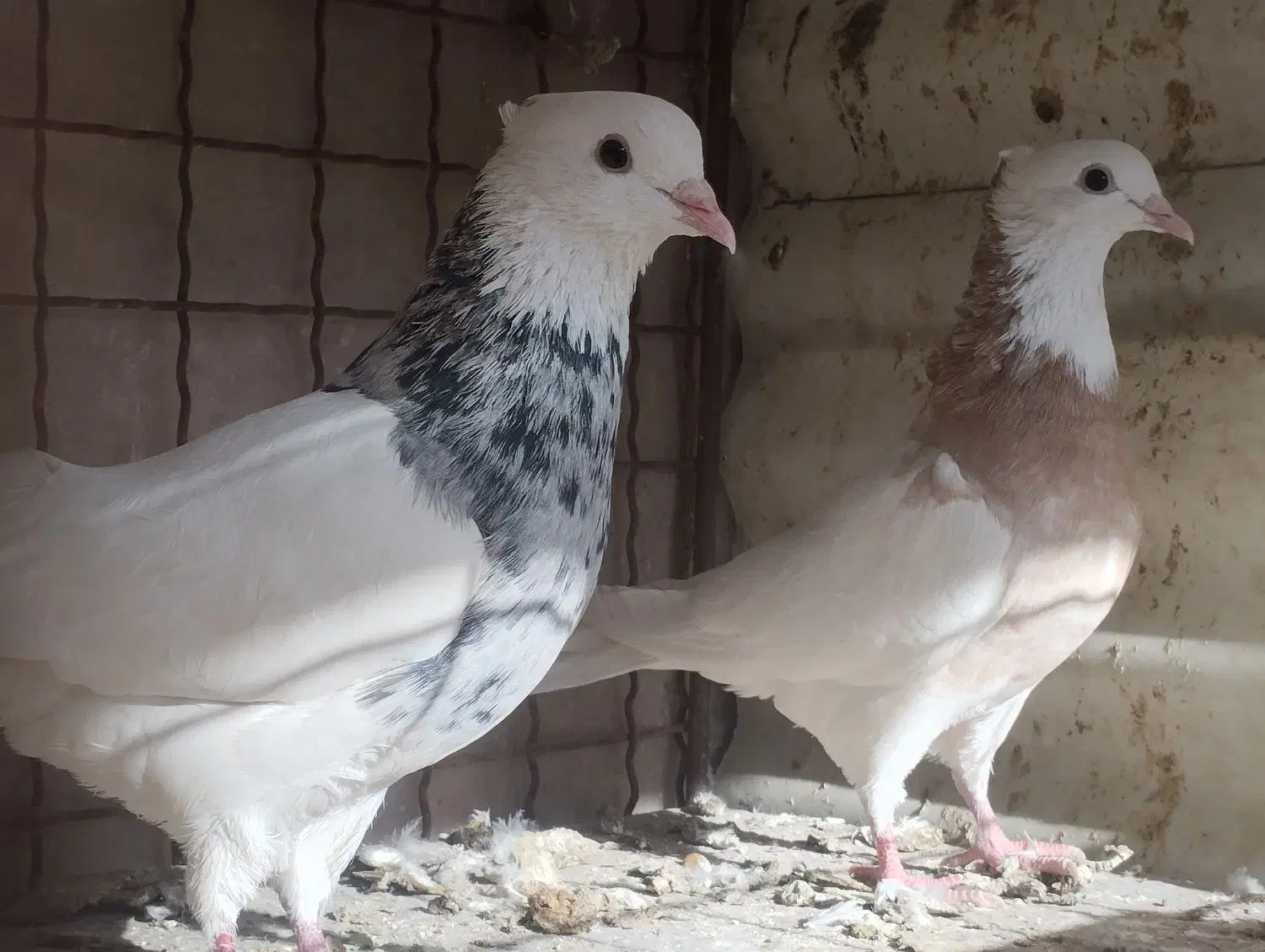 ۴جفت طوقی|پرنده|یزد, |دیوار