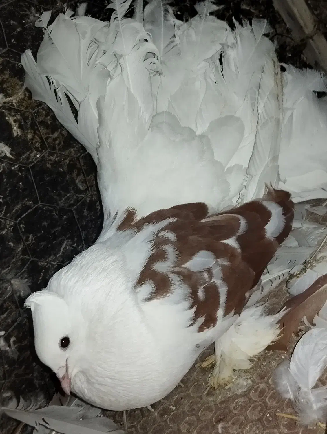 دومچتر|پرنده|اشنویه, |دیوار