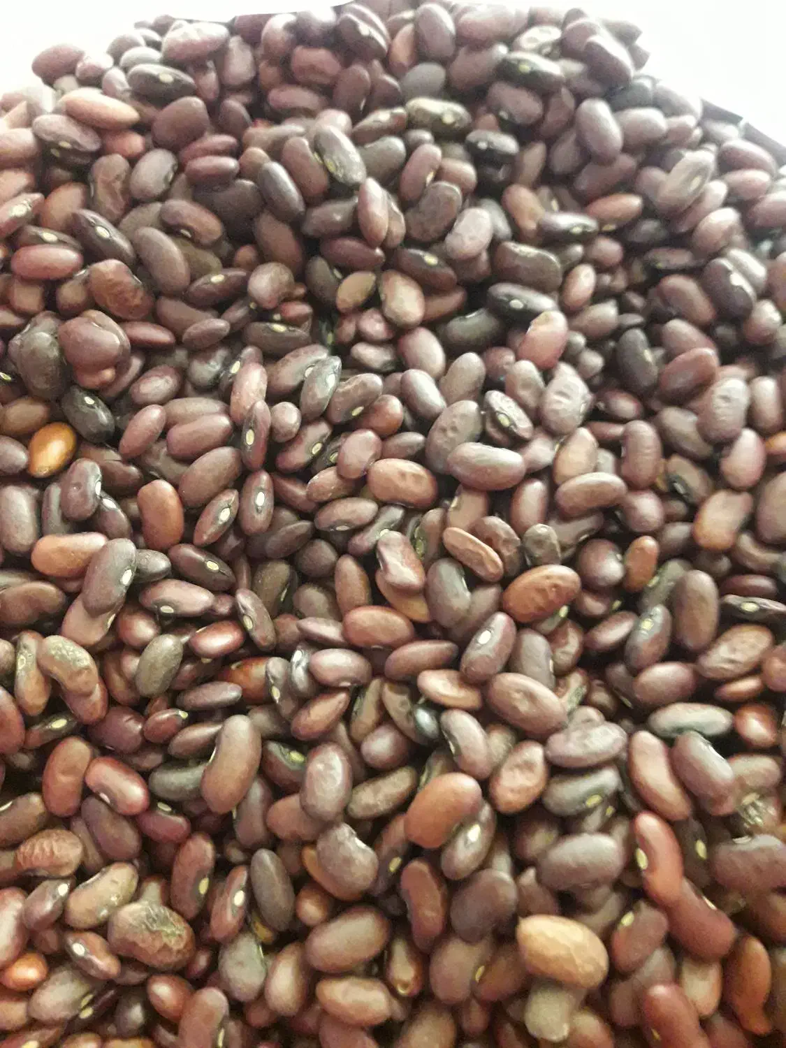 لوبیا|خوردنی و آشامیدنی|بروجرد, |دیوار