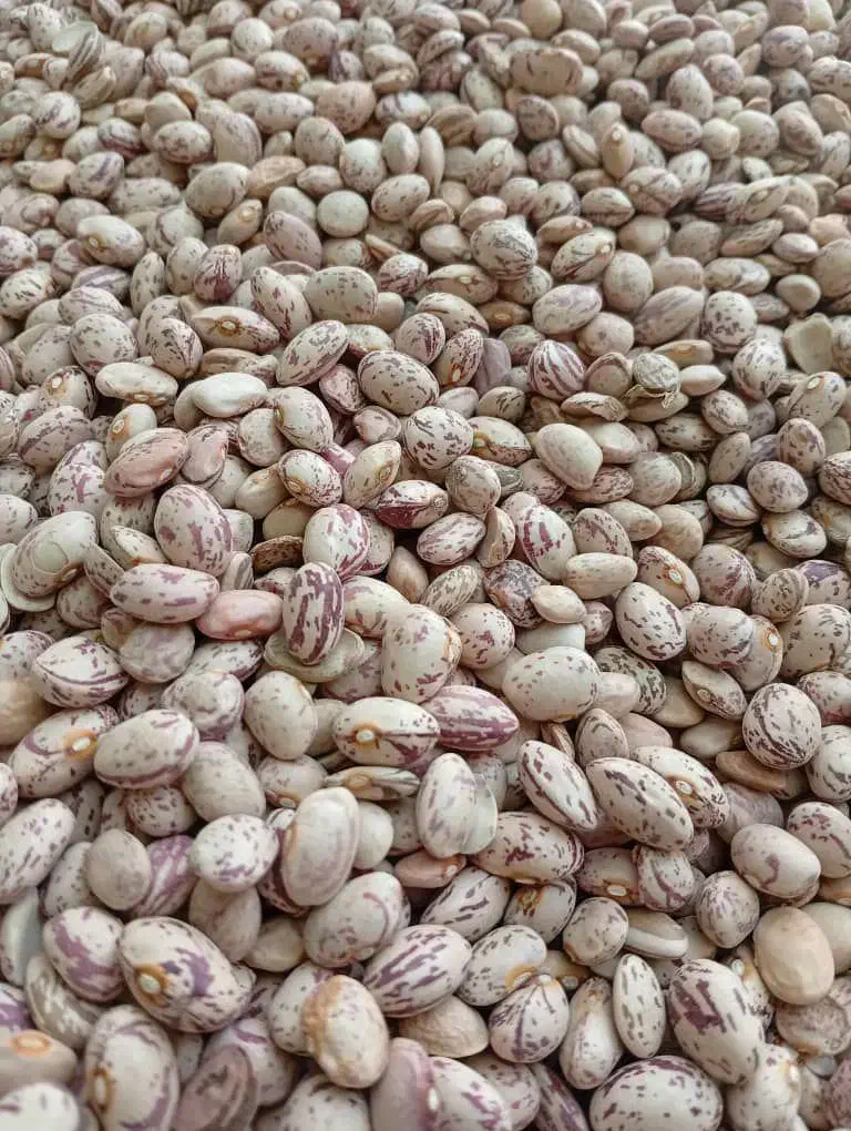 فروش لوبیا قرمز چی تی|خوردنی و آشامیدنی|مرودشت, ثبت احوال|دیوار