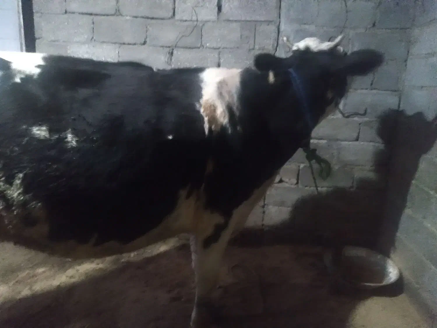 گاوهولندیشیری|حیوانات مزرعه|تالش, جوکندان|دیوار