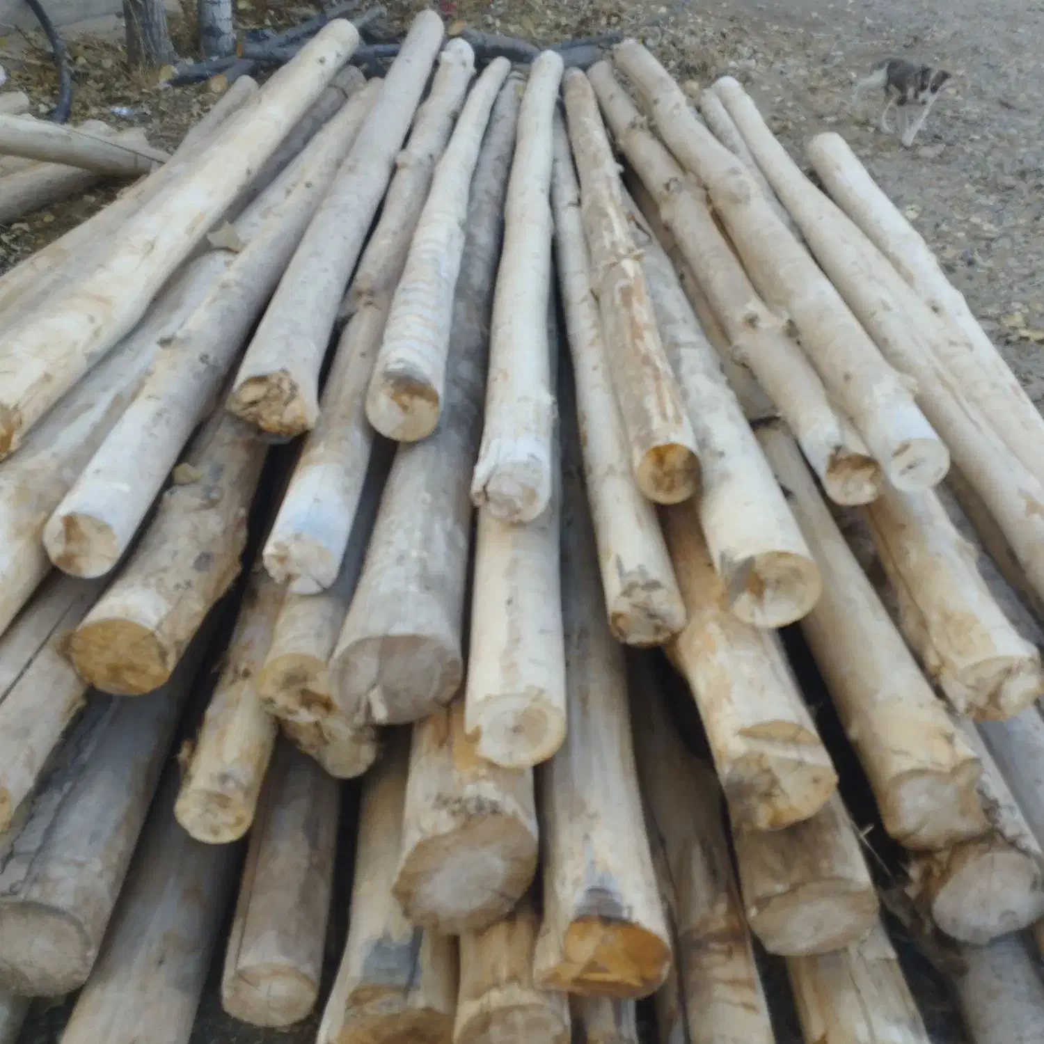 خریدار|خدمات باغبانی و درختکاری|صائین قلعه, |دیوار