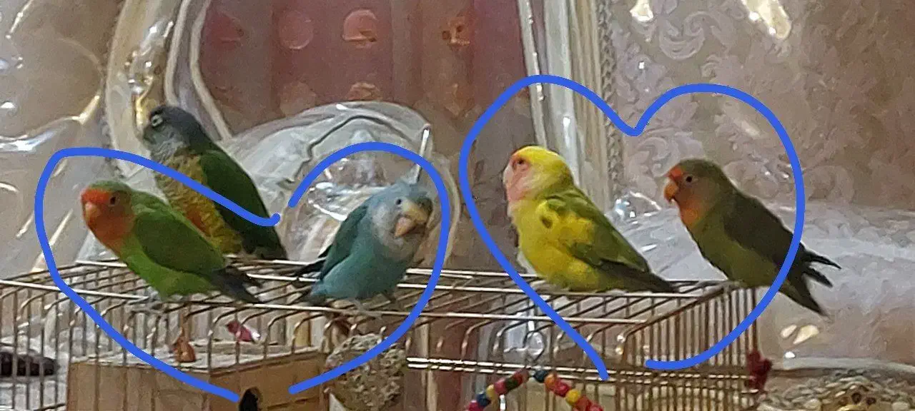 پرنده طوطی برزیلی|پرنده|فردیس, سرحدی|دیوار