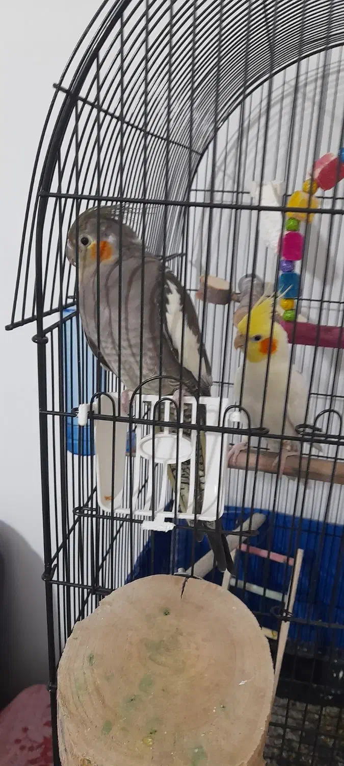 عروس هلندی نر و ماده|پرنده|اندیشه, شهرک المهدی|دیوار