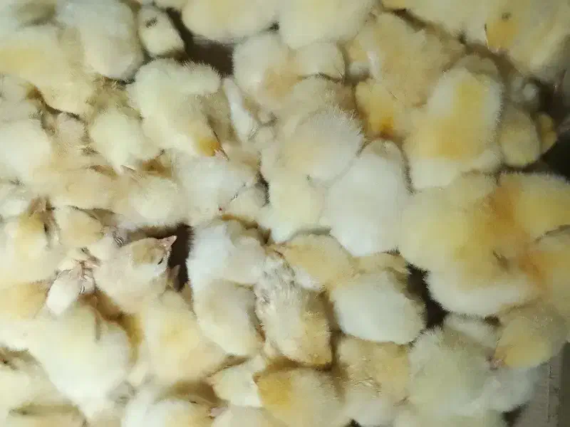 جوجه گوشتی|حیوانات مزرعه|رشت, کوی حسینی|دیوار