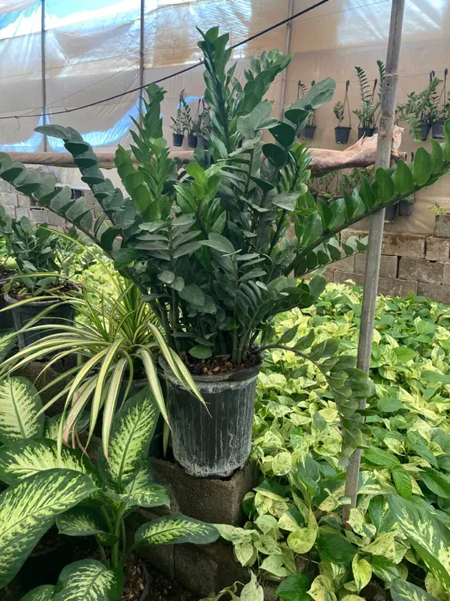 فروش زاموفیلیا سایز هیولا|گل و گیاه طبیعی|خمینیشهر, |دیوار