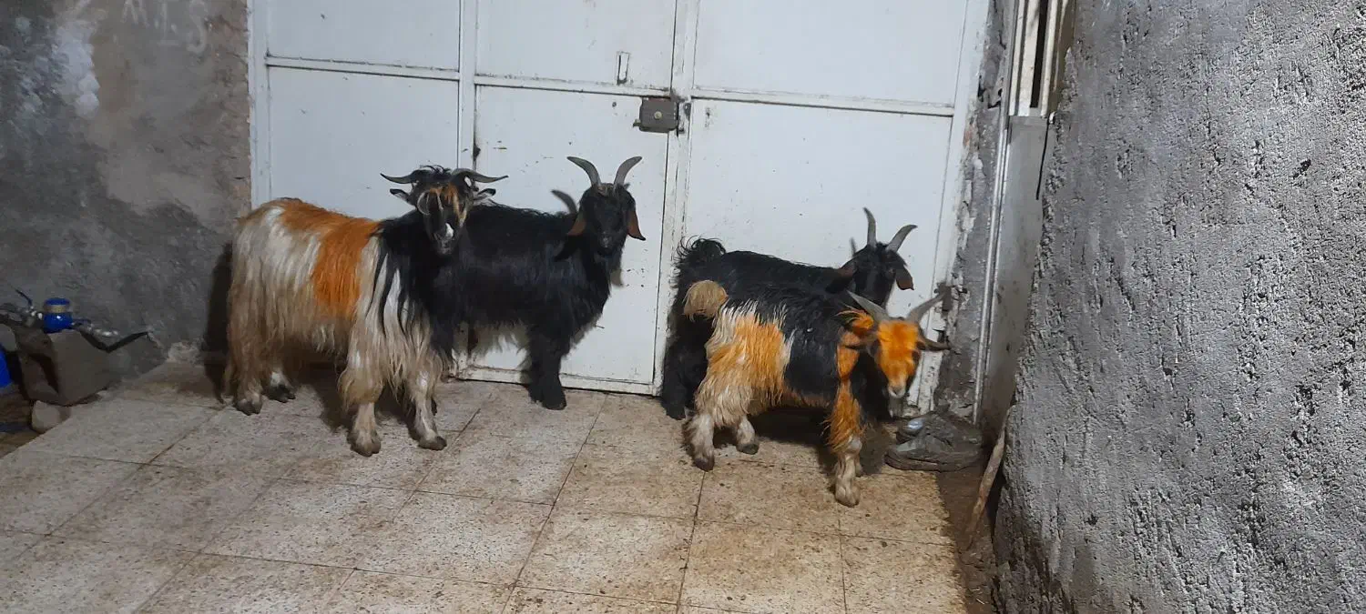 بز و بیگ|حیوانات مزرعه|مسجد سلیمان, |دیوار