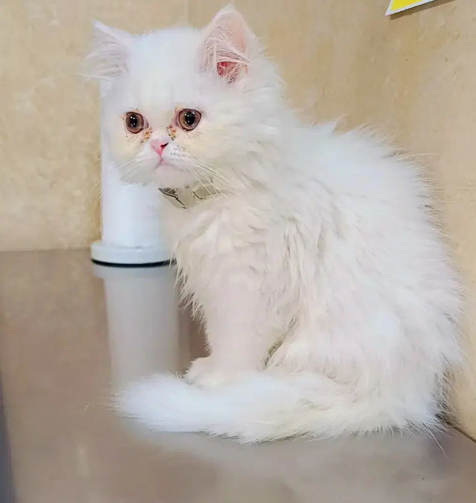 پرشین نر 5ماه|گربه|گنبد کاووس, |دیوار