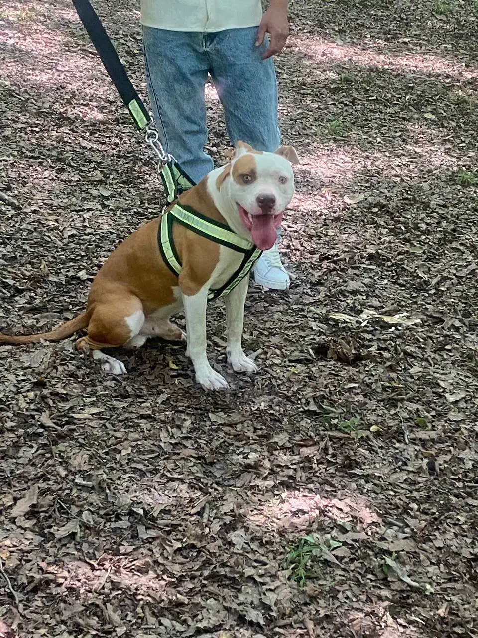 پیتبول اسفورد شایر|سگ|بابل, |دیوار