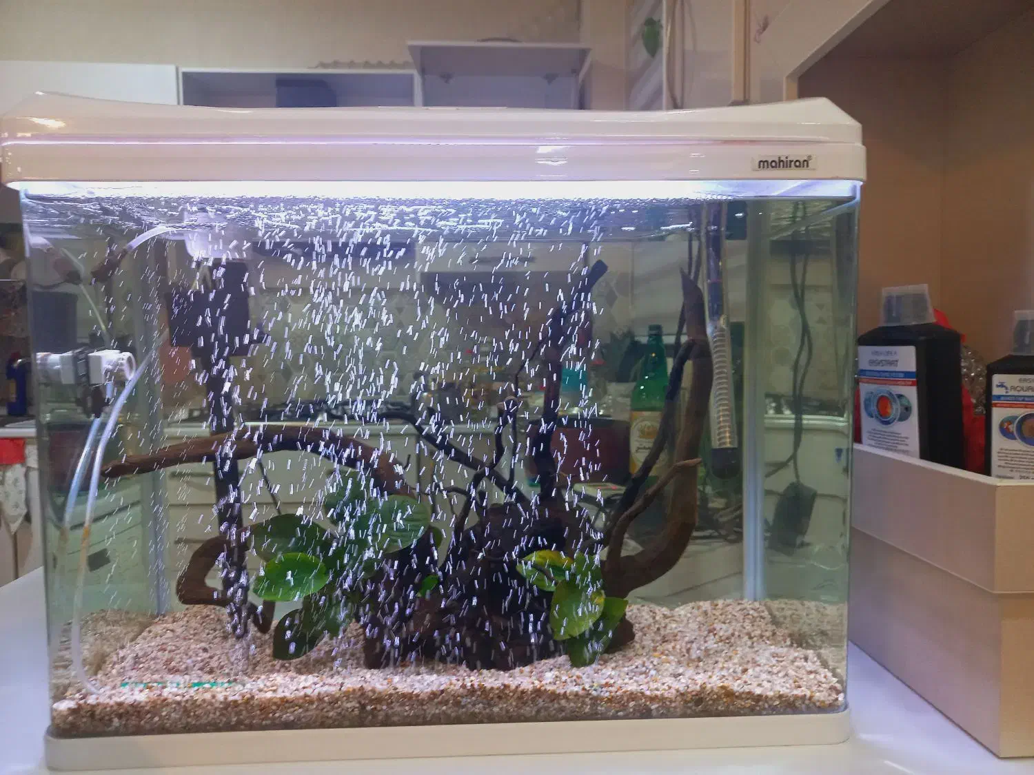 آکواریوم ماهیران|ماهی|شهرکرد, |دیوار