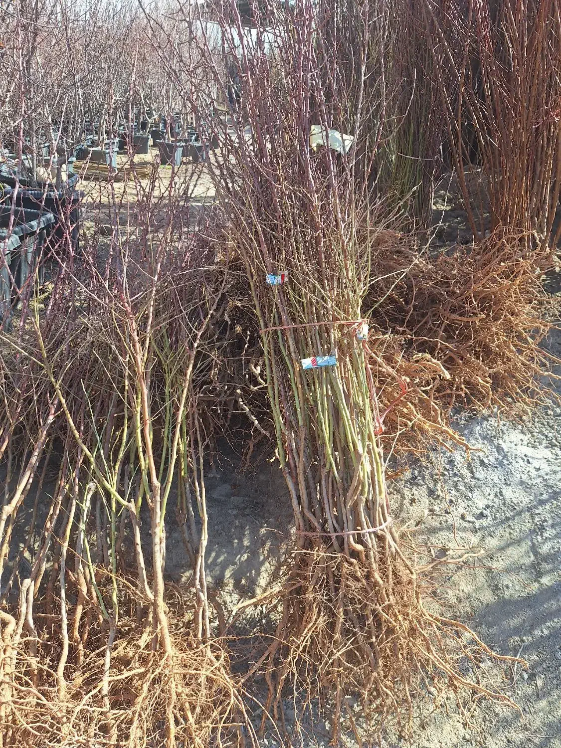 درخت ریشه ایی بادام مامایی شاهرودی نهالستان|خدمات باغبانی و درختکاری|فلاورجان, |دیوار