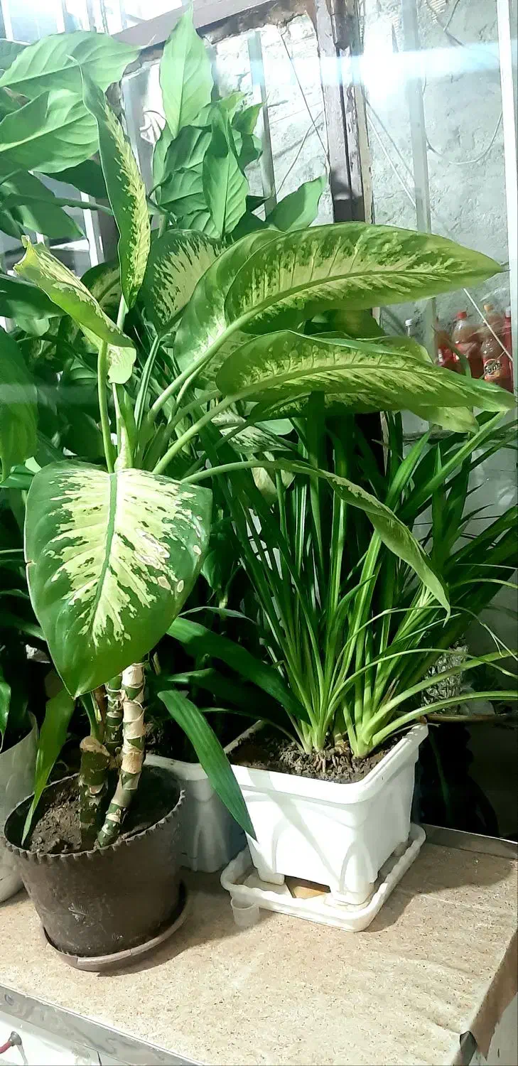 گل طبیعی خانگی|گل و گیاه طبیعی|کرمانشاه, |دیوار