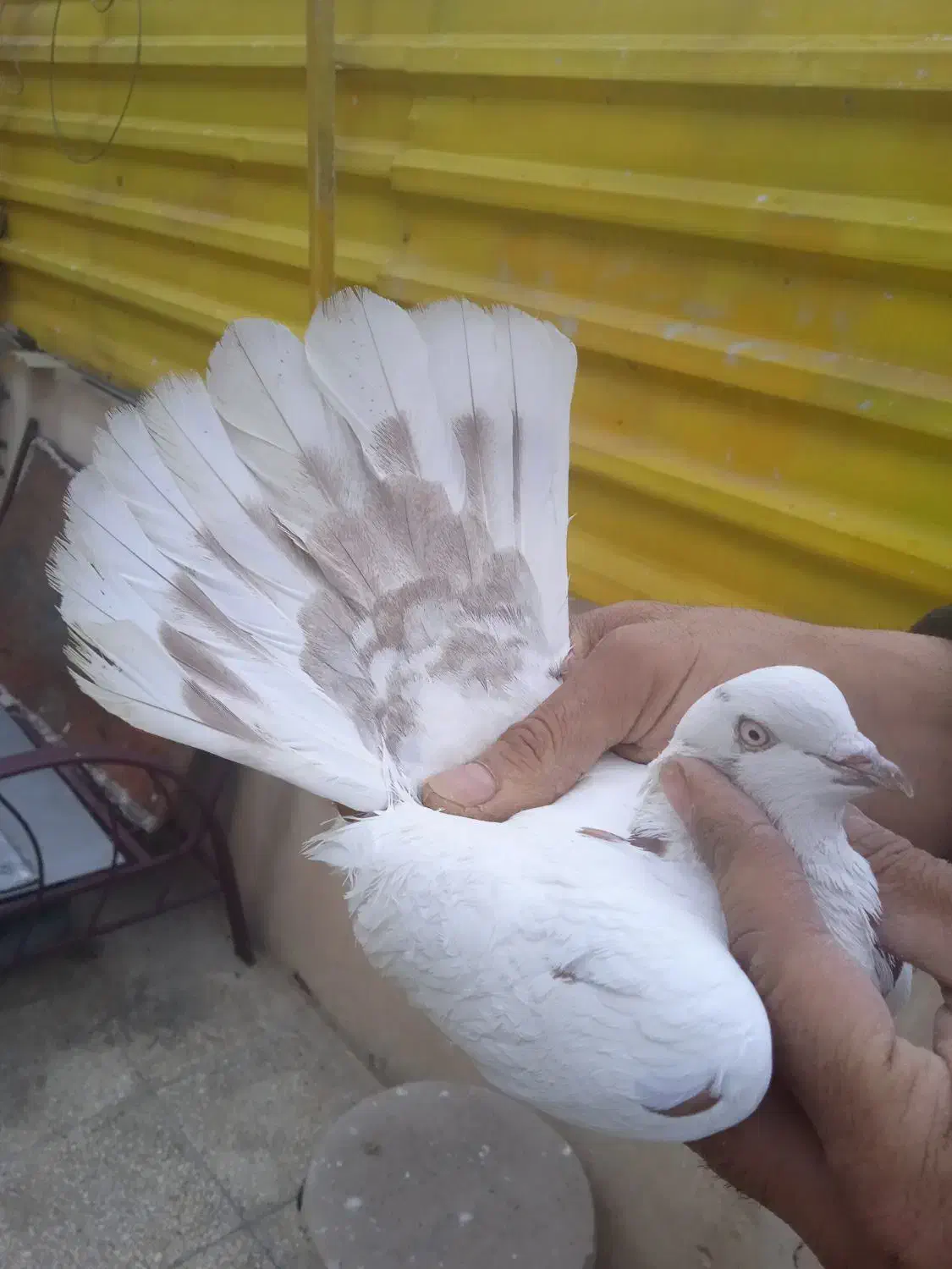 کبوتر|پرنده|تهران, فرزانه|دیوار