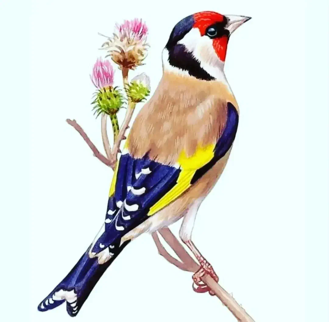 سهره.. تنظیم بازار|پرنده|بندر ماهشهر, |دیوار