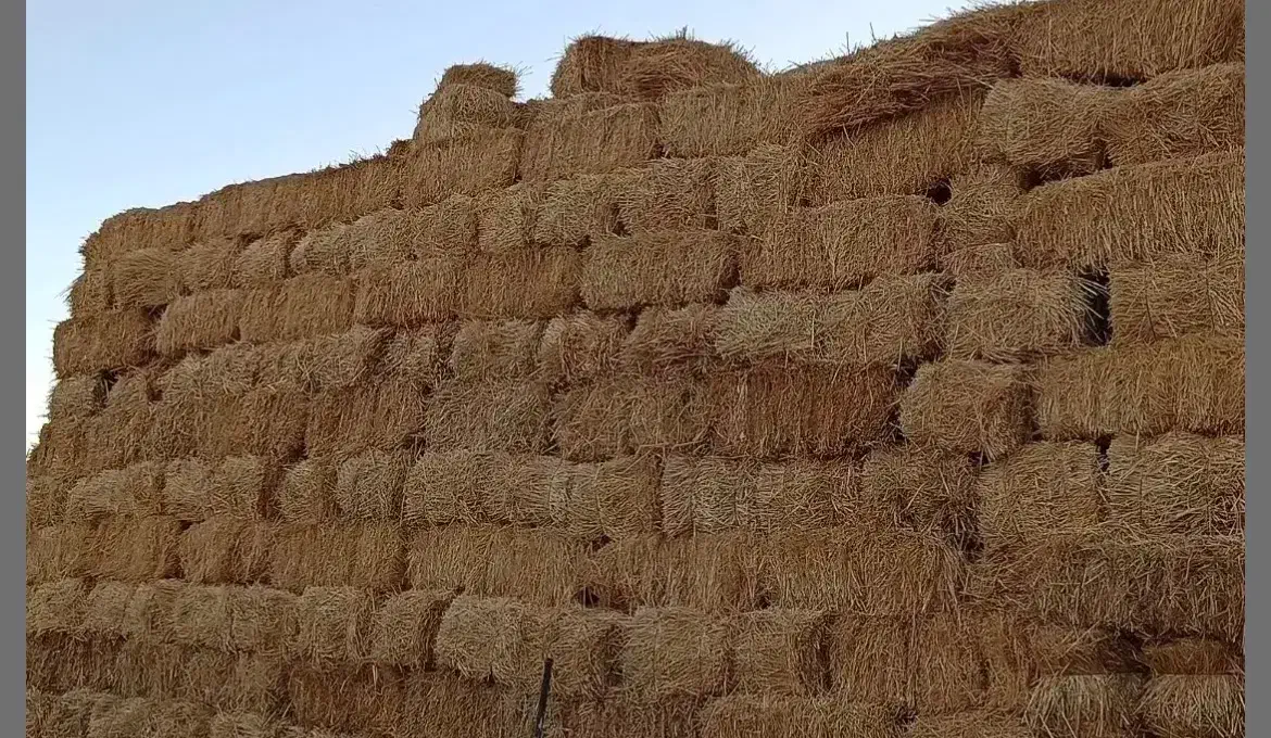 کلش گندم تناژ بالا|خدمات باغبانی و درختکاری|صالح آباد, |دیوار