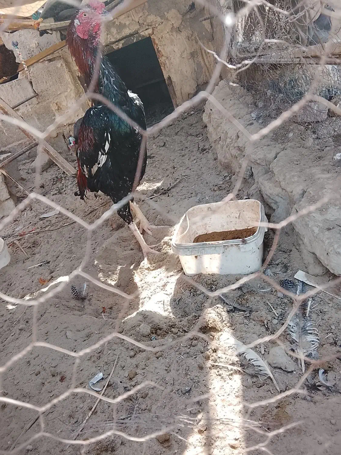 خروس|حیوانات مزرعه|هامون, |دیوار