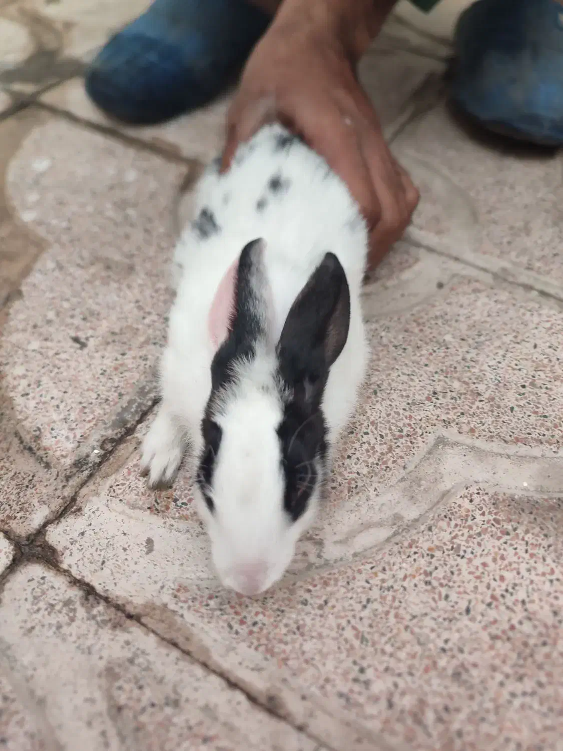 خرگوش مینیاتوری|موش و خرگوش|تبریز, |دیوار