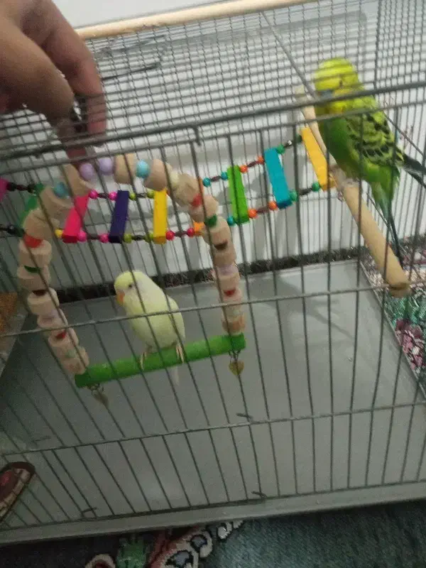 مرغ عشق|پرنده|مریوان, |دیوار