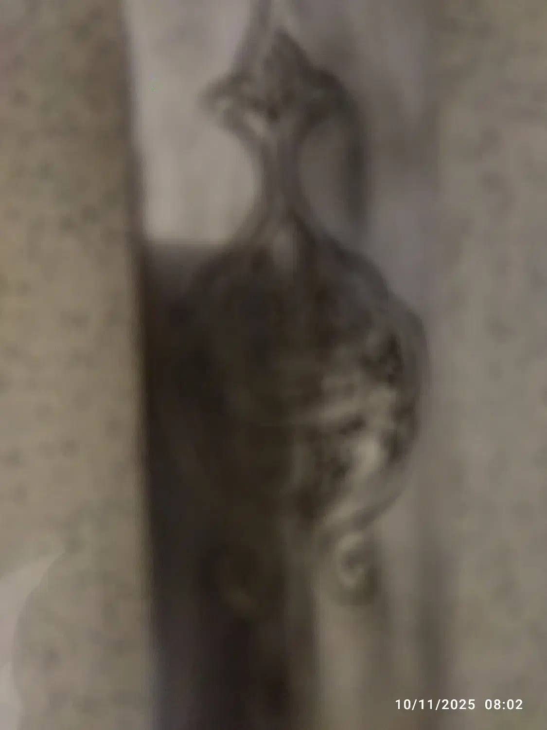 فروش شمشیر عتیقه|کلکسیون اشیاء عتیقه|تهران, شهران شمالی|دیوار