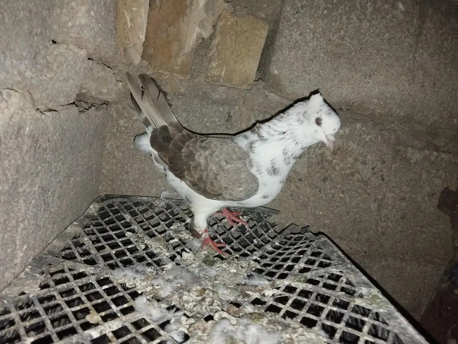 تکپر پرشی|پرنده|کلاله, |دیوار