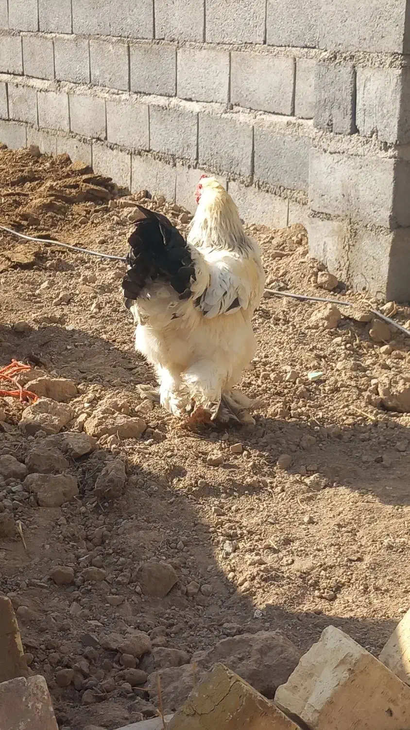 مرغ و خروس برهما هیکلی|حیوانات مزرعه|صائین قلعه, |دیوار