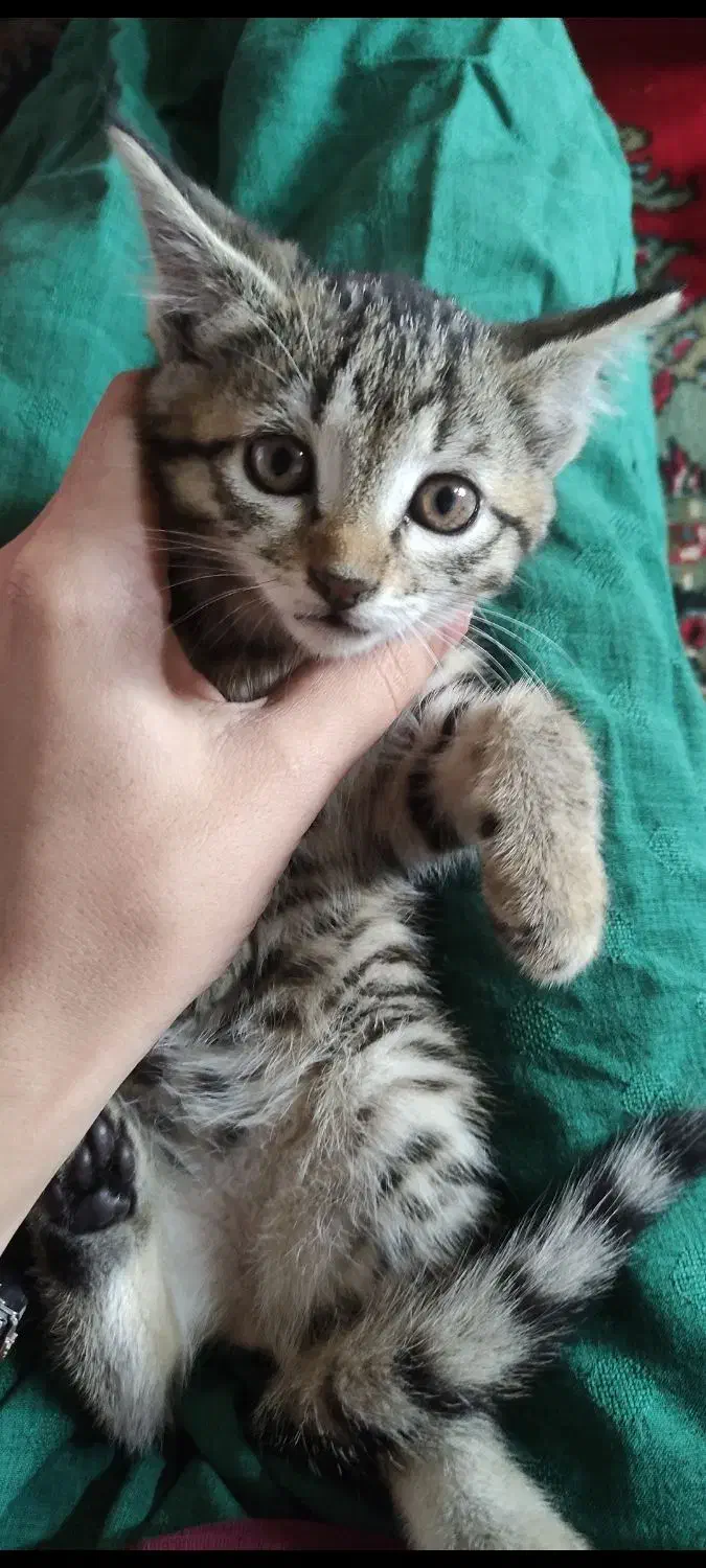 گربه کوچولو طوسی|گربه|گالیکش, |دیوار