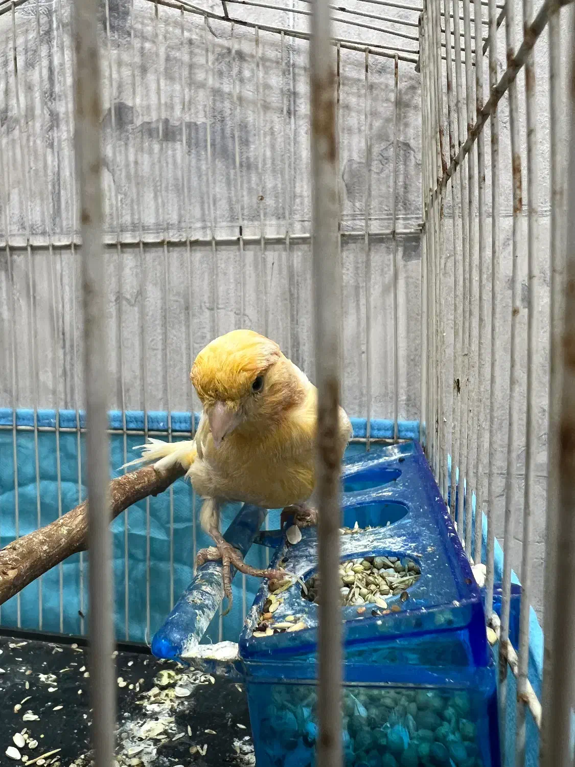 قناری|پرنده|گنبد کاووس, |دیوار