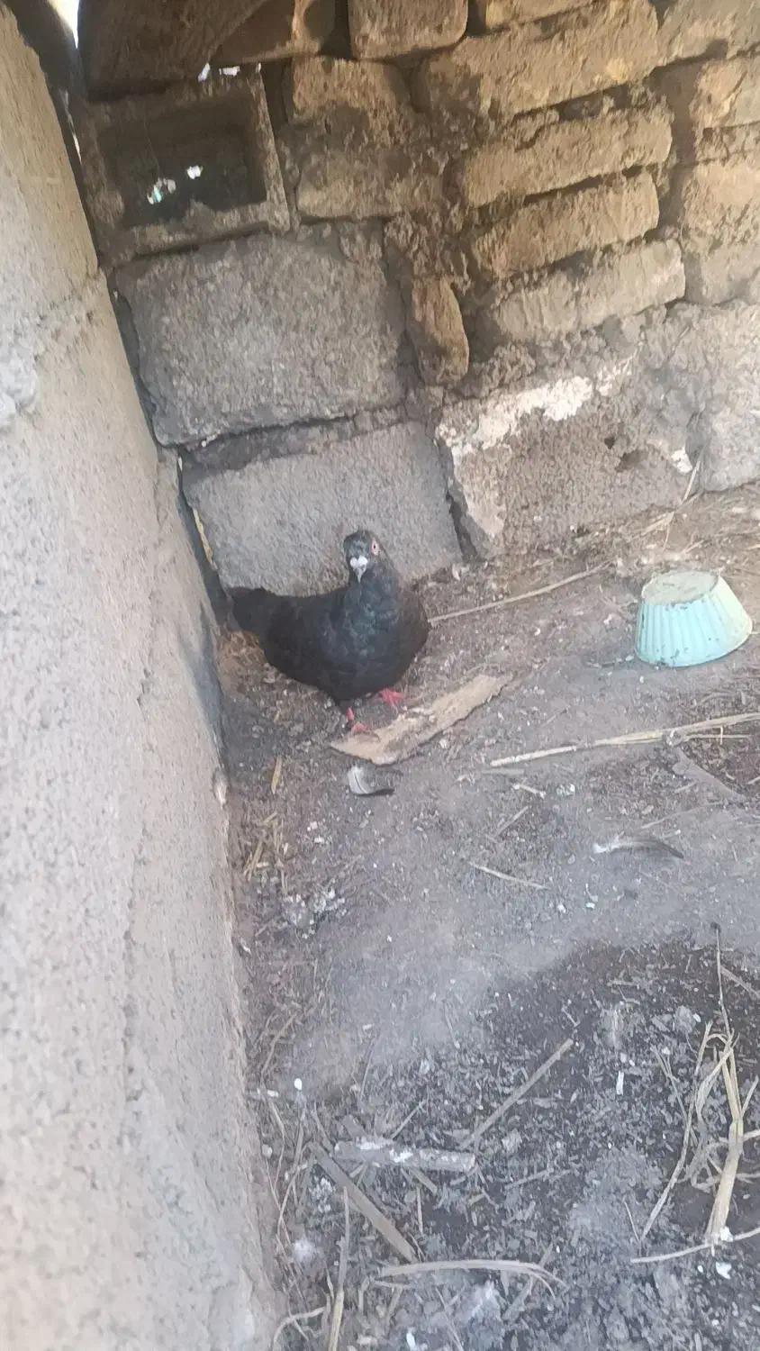 کبوتر زاغ نر ساعتی پرشی حراج حراج 200|پرنده|سنگدوین, |دیوار