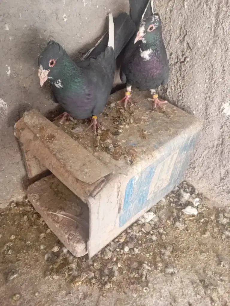 پلنگ دوجفت|پرنده|رفسنجان, |دیوار