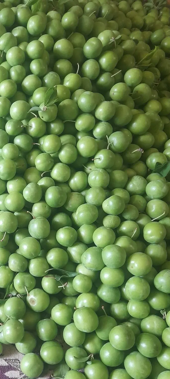 گوجه سبز|خوردنی و آشامیدنی|اهر, |دیوار