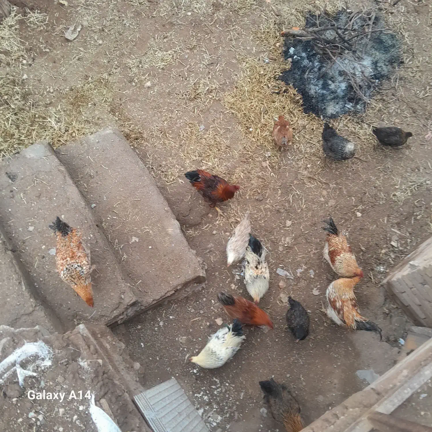 نیمچه خروس محلی|حیوانات مزرعه|قیدار, |دیوار