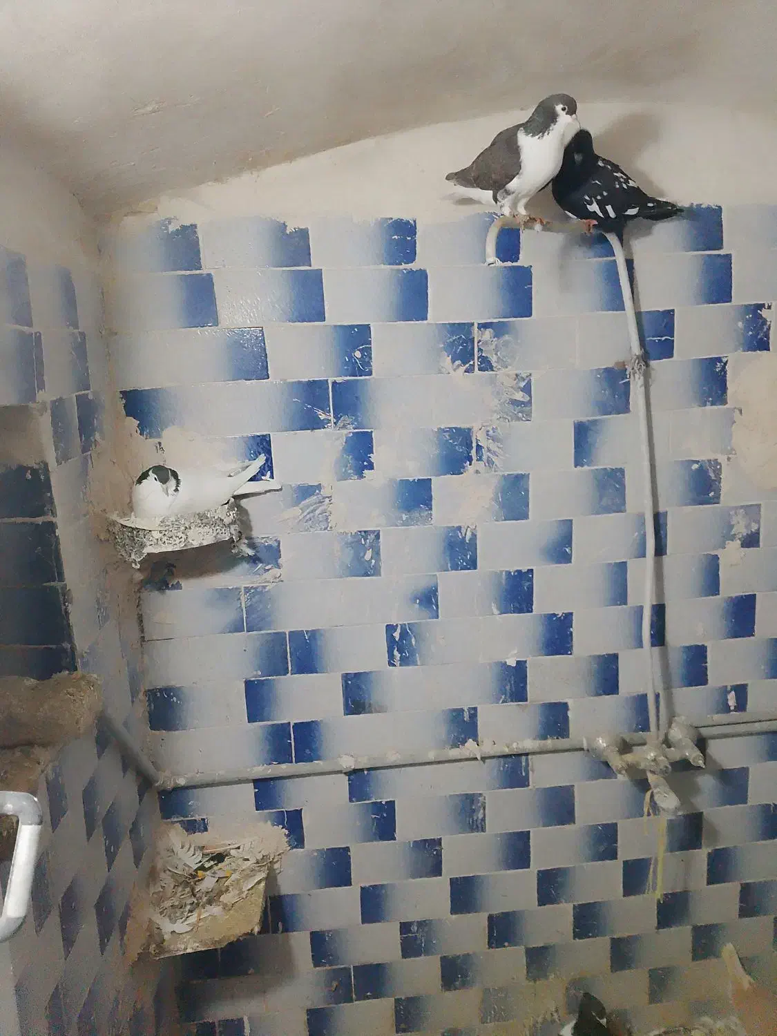 20عدد کفتر جفتگاه پرشی نر ماده فروشی|پرنده|زبرخان, |دیوار