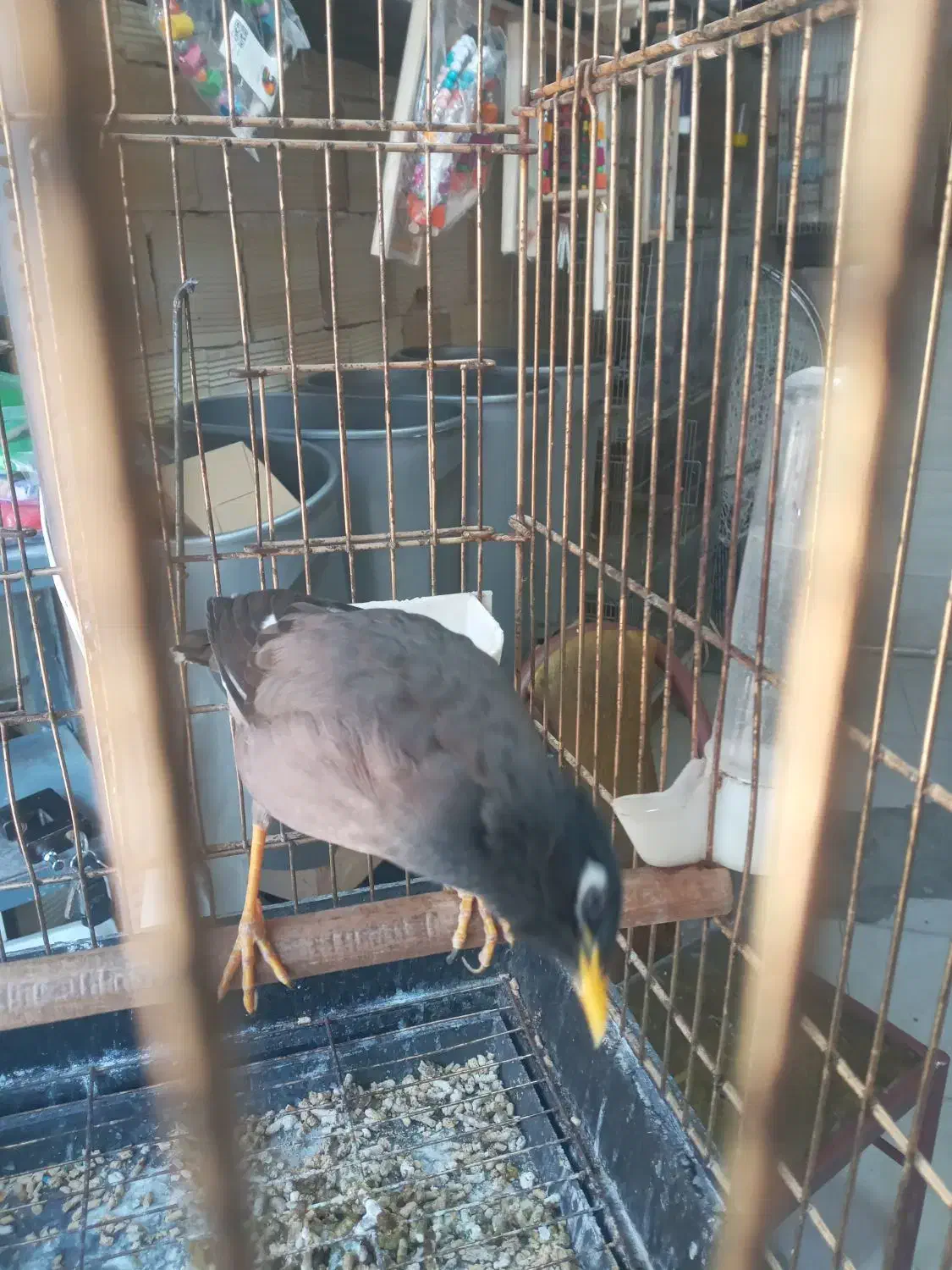 جوجه مینا سخنگو|پرنده|بومهن, |دیوار