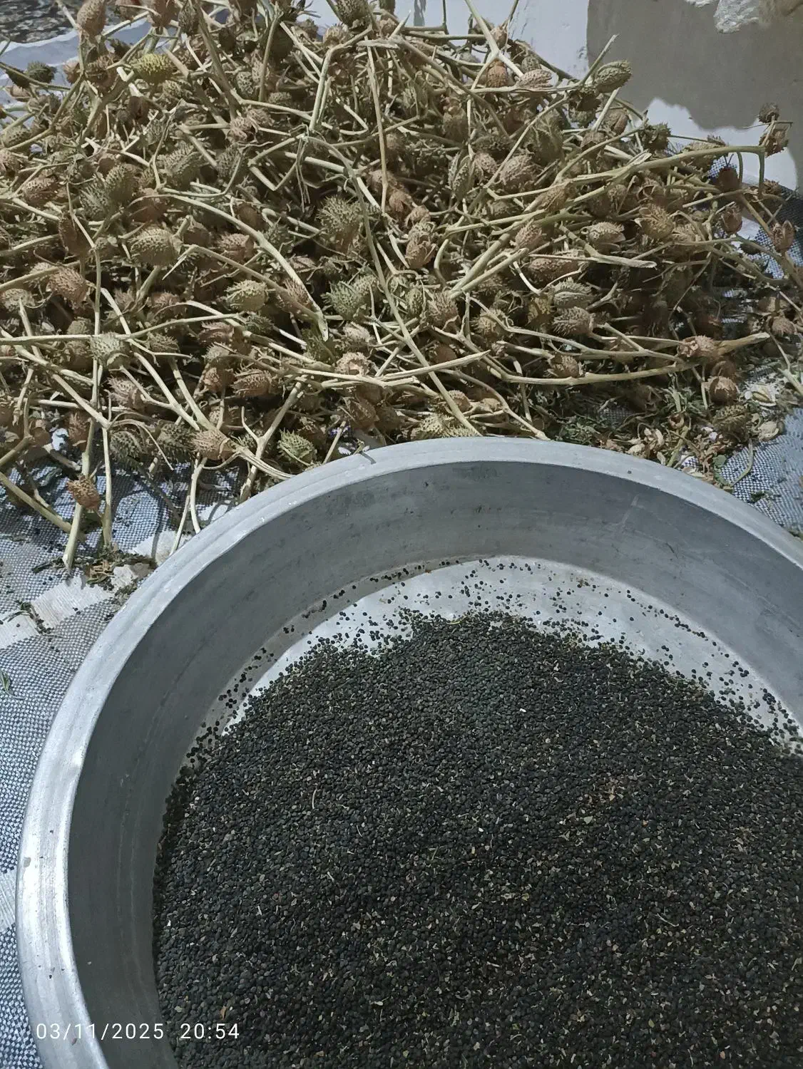 بذرگیاه باستانی تاتوره|حراج|آشخانه, |دیوار